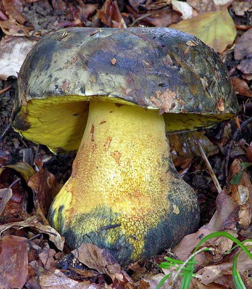 Boletus torosus