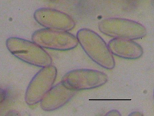 Boletus dupainii Boletus dupainii