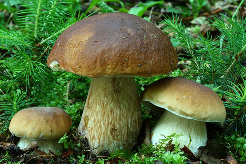 Boletus edulis Boletus edulis