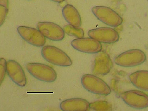 Boletus queletii