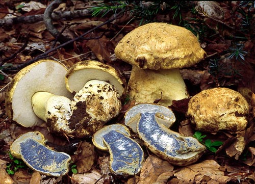 Gyroporus cyanescens Gyroporus cyanescens