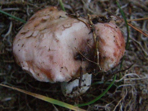 Gomphidius roseus Gomphidius roseus