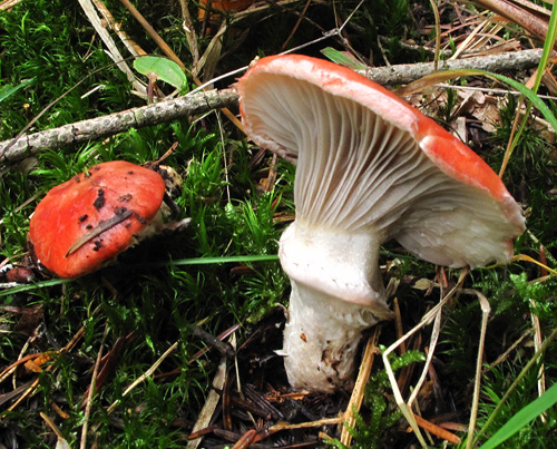 Gomphidius roseus Gomphidius roseus