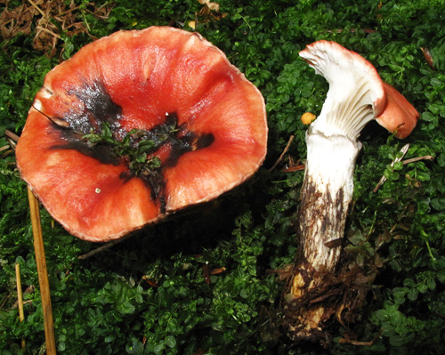 Gomphidius roseus Gomphidius roseus