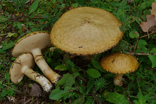 Suillus viscidus Suillus viscidus