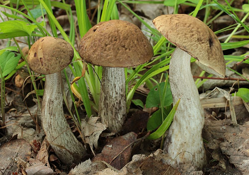 Leccinum pseudoscabrum