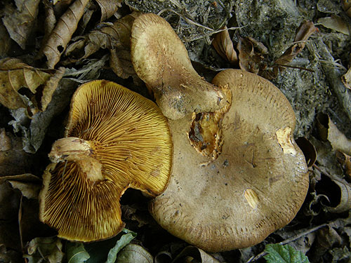 Paxillus rubicundulus Paxillus rubicundulus