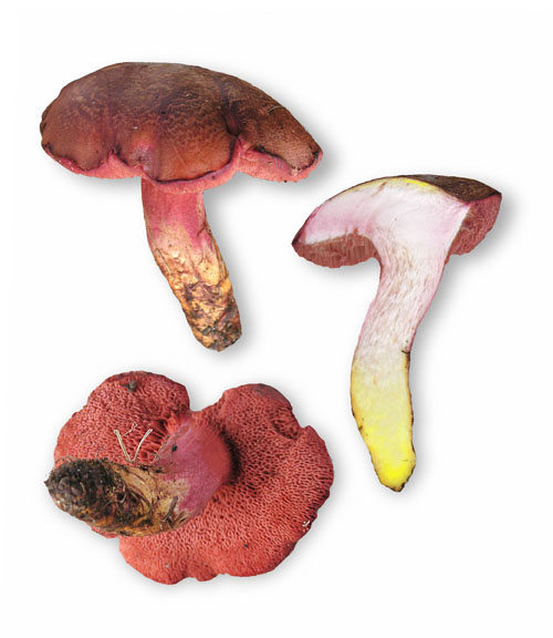 Rubinoboletus rubinus