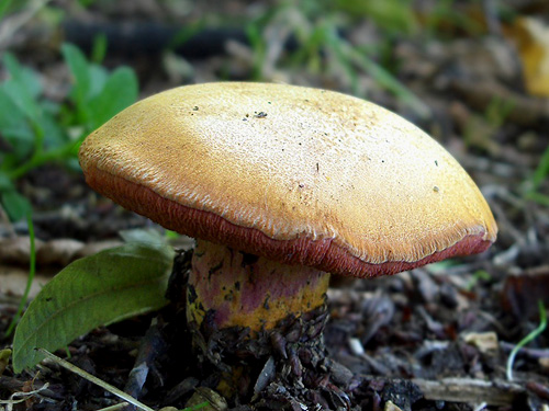 Rubinoboletus rubinus