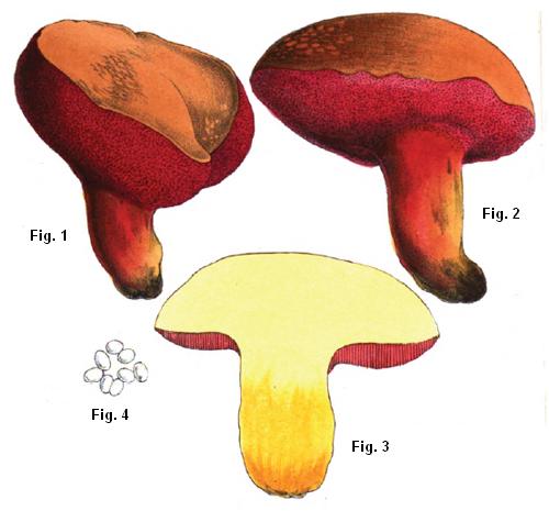 Rubinoboletus rubinus