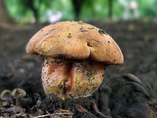 Rubinoboletus rubinus