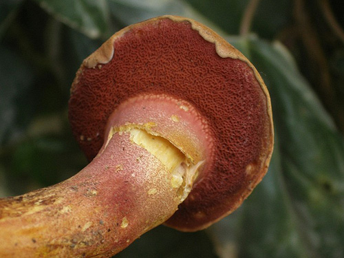 Rubinoboletus rubinus