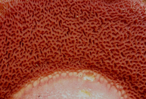 Rubinoboletus rubinus