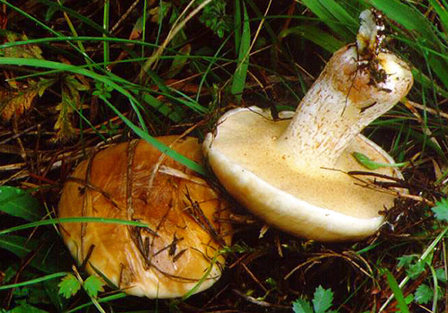 Suillus bellinii