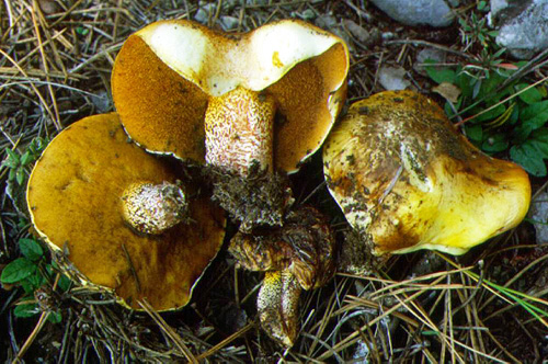 Suillus bellinii