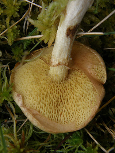 Suillus flavidus
