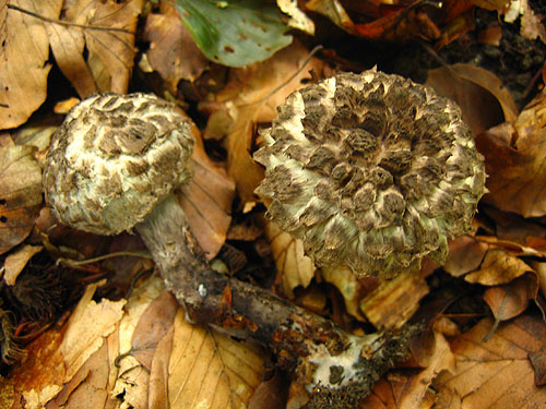 Strobilomyces strobilaceus