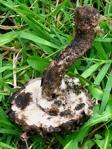 Strobilomyces strobilaceus