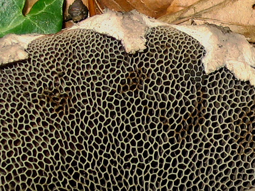 Strobilomyces strobilaceus