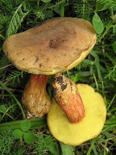 Xerocomus bubalinus