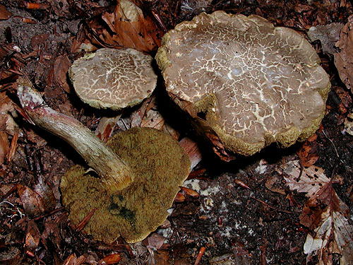 Xerocomus cisalpinus Xerocomus cisalpinus
