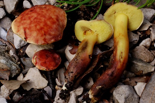 Xerocomus dryophilus