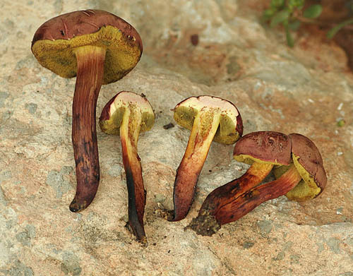 Xerocomus dryophilus