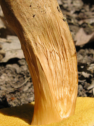 Xerocomus moravicus Xerocomus moravicus