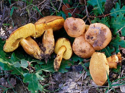 Xerocomus moravicus Xerocomus moravicus