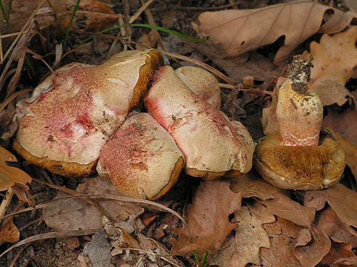 Xerocomus roseoalbidus Xerocomus roseoalbidus