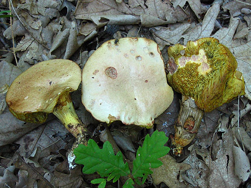 Xerocomus roseoalbidus Xerocomus roseoalbidus