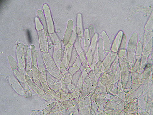 Xerocomus bubalinus