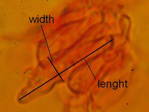 Measuring cystidia Measuring cystidia
