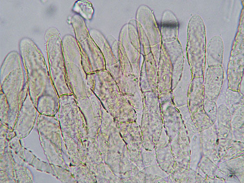 Xerocomus rubellus
