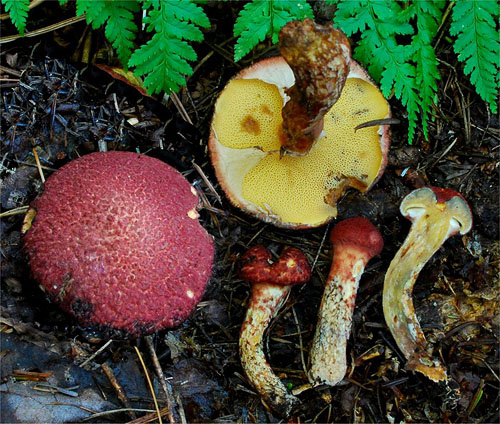 Boletinus pictus