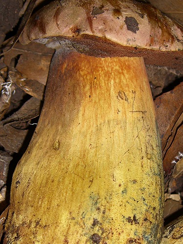 Boletus comptus