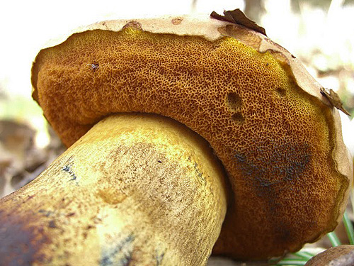 Boletus comptus