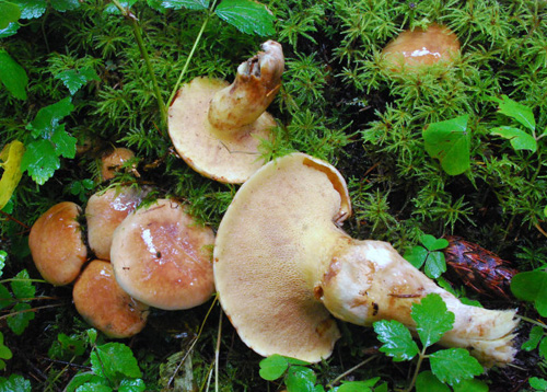 Suillus imitatus Suillus imitatus