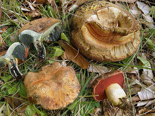 Boletus adalgisae Boletus adalgisae