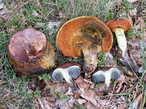 Boletus adalgisae Boletus adalgisae