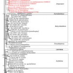 Phylogenetic reconstruction of Boletaceae based on ITS rDNA sequences by Maximum Likelihood analysis.